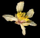 Weather beaten Poncirus flower